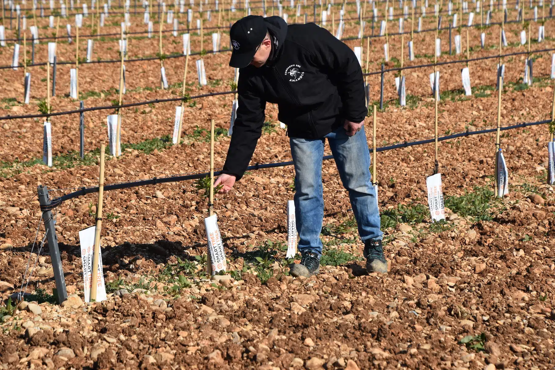 Plantation agricole sur sol reconstitué illustrant un débouché agronomique des terres valorisées